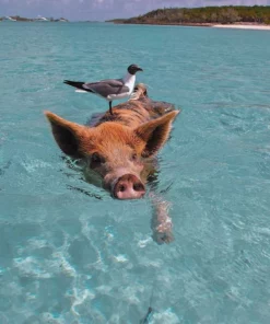 Belle & Rae Co. Subtle Blush Lightroom Presets