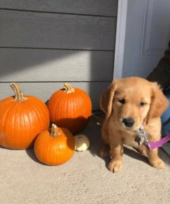 Belle & Rae Co. Hey There Pumpkin Lightroom Presets