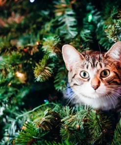 Belle & Rae Co. Tinsel Toes Lightroom Presets 37 Belle & Rae Co. Tinsel Toes Lightroom Presets