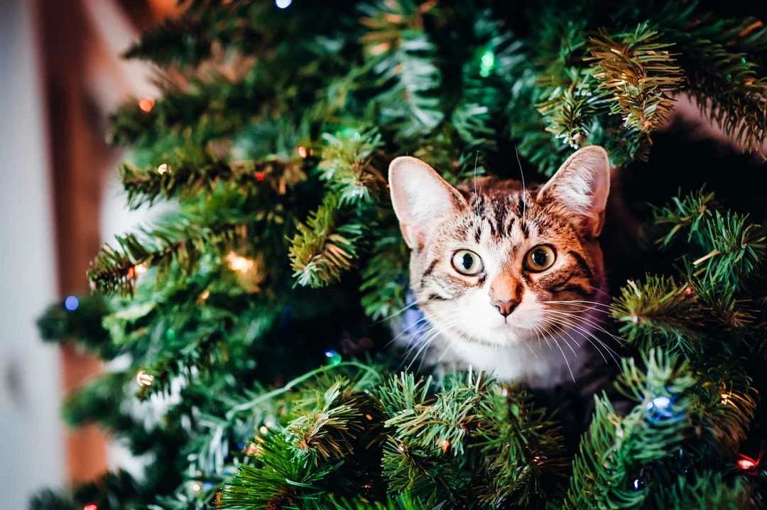 Belle & Rae Co. Tinsel Toes Lightroom Presets 15 Belle & Rae Co. Tinsel Toes Lightroom Presets