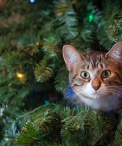 Belle & Rae Co. Tinsel Toes Lightroom Presets 36 Belle & Rae Co. Tinsel Toes Lightroom Presets