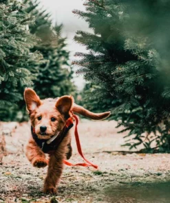 Belle & Rae Co. Tinsel Toes Lightroom Presets 39 Belle & Rae Co. Tinsel Toes Lightroom Presets