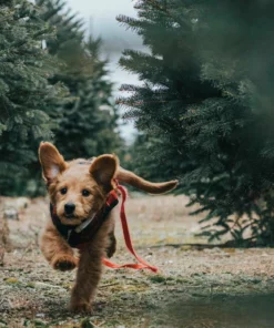 Belle & Rae Co. Tinsel Toes Lightroom Presets 38 Belle & Rae Co. Tinsel Toes Lightroom Presets