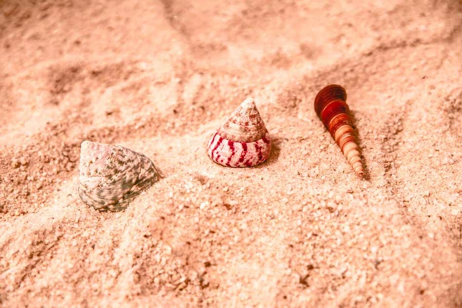 Belle & Rae Co. Lightroom Presets Rose Gold 11 Belle & Rae Co. Lightroom Presets Rose Gold