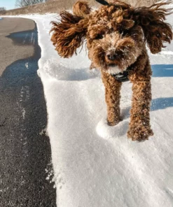 Belle & Rae Co. Succulent Lightroom Presets