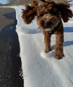 Belle & Rae Co. Succulent Lightroom Presets