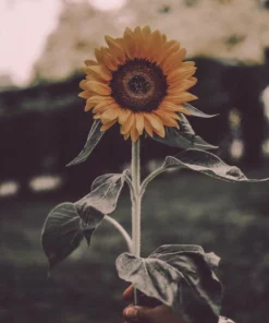 Belle & Rae Co. Edgy Sunflower Lightroom Presets