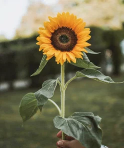 Belle & Rae Co. Lightroom Presets Edgy Glam